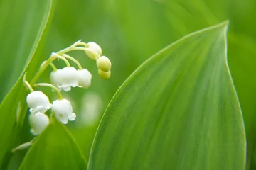 Sierkussen Lily of the valley or Convallaria flower closeup on blurred green background. Beautiful wide nature spring wallpaper. Banner with copy space for text. Side view. © Photo