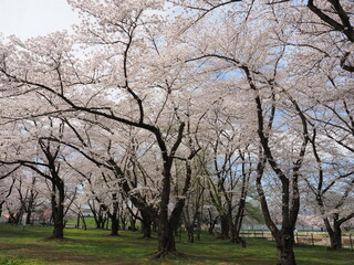 山形県　霞城公園の桜