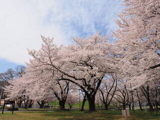 山形県　霞城公園の桜