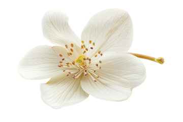 An adorable white magnolia flower