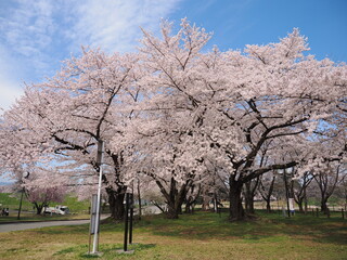 山形県　霞城公園の桜
