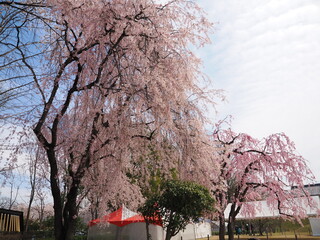 山形県　霞城公園の桜