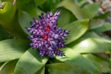 Blue, purple, white and pink flower of Aechmea fendleri or Fendlers bromeliad - 793829758