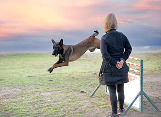 training of belgian shepherd - 793830112
