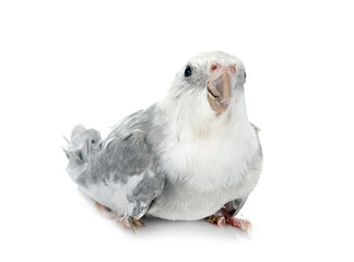 flying gray cockatiel