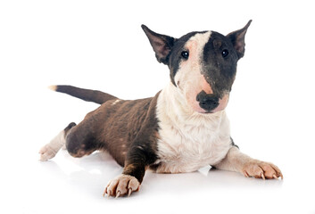 puppy bull terrier with demodex - 793830157