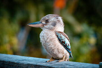 A Blue-winged Kookaburra's Perceptive Stare on Magnetic Island