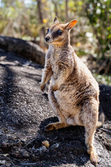 Rock Wallaby in Granite Gorge Nature Park, Queensland , Australia