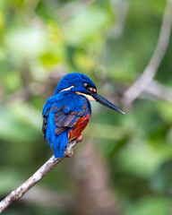A stunning blue kingfisher with vivid plumage perched elegantly on a twig against a green background
