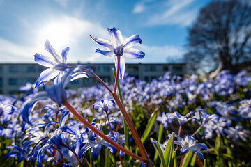 Stockholm, Sweden Purple spring flowers, Scilla forbesii, growing in a park in the Skarholmen...