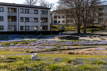 Fototapeta na wymiar Stockholm, Sweden Purple spring flowers, Scilla forbesii, growing in a park in the Skarholmen ethnic residential district.