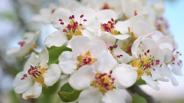White blossoms with vibrant stamens on a branch of a pear tree in spring, a closeup outdoor video 
