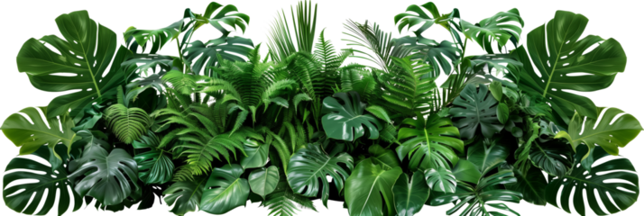 Beautiful composition with fern and other tropical leaves on white background. Banner design