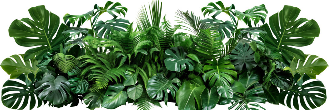 Fototapeta Beautiful composition with fern and other tropical leaves on white background. Banner design