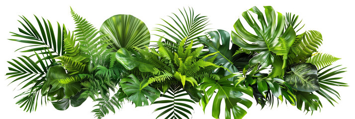 Tropical leaves foliage plant bush floral arrangement nature backdrop isolated on white background,