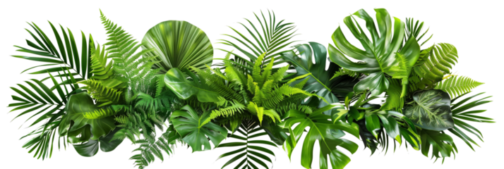 Tropical leaves foliage plant bush floral arrangement nature backdrop isolated on white background,