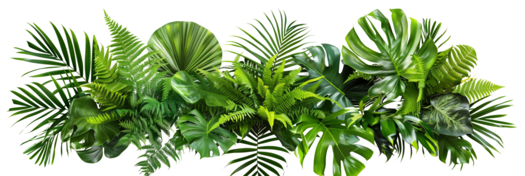Tropical leaves foliage plant bush floral arrangement nature backdrop isolated on white background,