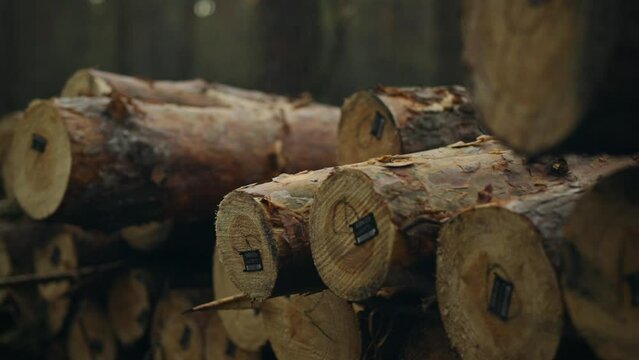 Background of freshly cut pine logs stacked in forestry. Wood texture The end of a processed wood log lies in a heap in the forest thicket. Wood cutting to provide raw materials for production