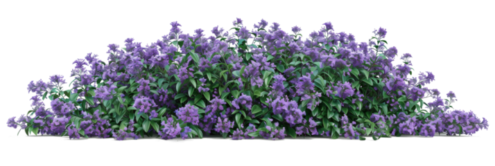 purple flower vine bush tree isolated tropical Colorful floral plant on white background 