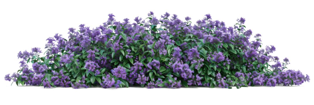 purple flower vine bush tree isolated tropical Colorful floral plant on white background 