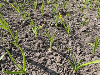 Garlic sprouts growing in rows in rich soil, illuminated by early morning light.