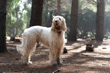 white dog in forest