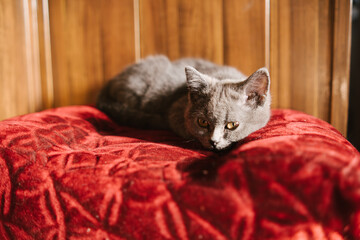 Gray Kitten Resting Peacefully on a Red Vintage Ottoman in Warm Sunlight