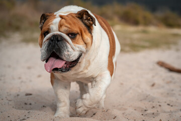 english bulldog puppy