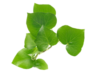 Devil's ivy leaves, ceylon creeper foliage, bush hedera helix isolated white, clipping path