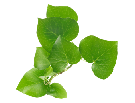 Devil's ivy leaves, ceylon creeper foliage, bush hedera helix isolated white, clipping path