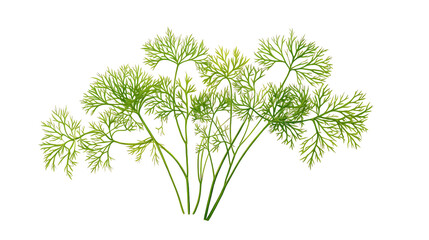 Green Dill Sprigs, Transparent Background	