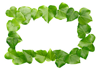 Devil's ivy leaves frame, ceylon creeper foliage, bush hedera helix isolated white, clipping path