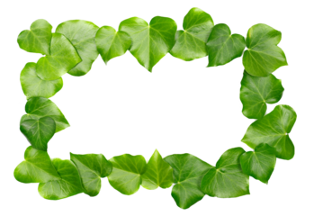 Devil's ivy leaves frame, ceylon creeper foliage, bush hedera helix isolated white, clipping path