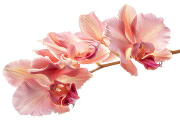 Fototapeta na wymiar Delicate Pink Orchid Petals in Bloom