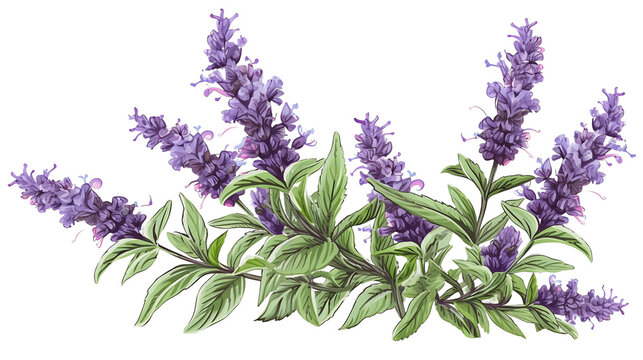 Hyssop Blooms, Transparent Background