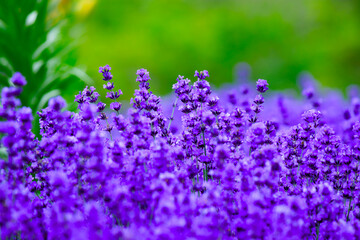 美しい紫色の花、北海道のラベンダー畑