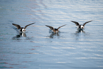 Long-tailed Ducks descending into the blue water on a sunny winter day, Berlevåg, Finnmark, Norway