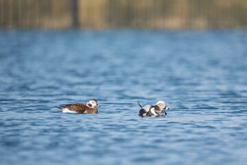 Long-tailed Ducks swimming in blue water on a sunny winter day, Berlevåg, Finnmark, Norway