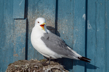 A kittiwake resting on its's nest by the wall of a building, Berlevåg, Finnmar, Norway