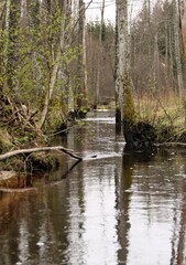 Obraz premium a narrow river in the forest between the trees of newly blooming trees in early spring