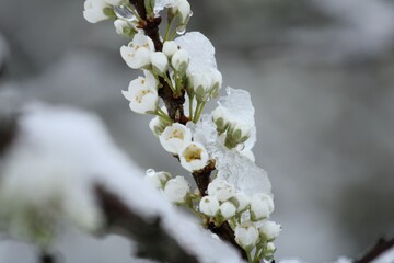 blooming white plum blossoms with ice and snow in spring close-up