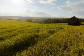 Fototapeta premium Agriculture field scenery in spring sunlight