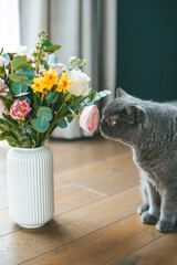 A cute grey British cat sniffing vibrant, colorful flowers set in a white vase