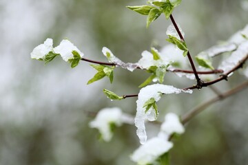 newly blooming leaves of grass covered with snow after a natural disaster in the spring