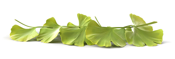 Ginkgo biloba leaves isolated on white background.
 - obrazy, fototapety, plakaty