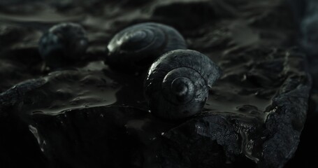 Snails Amidst Oil Spill on Rock. Close-up, shallow dof.