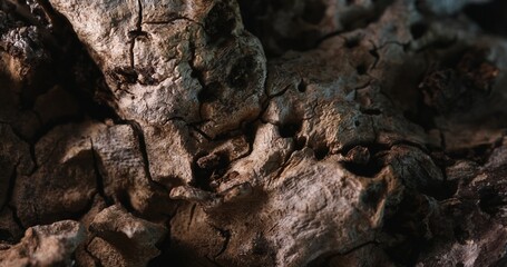 Varied Textures of a Weathered Tree Bark. Close-up, shallow dof.