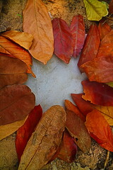 Frame of autumn leaves background