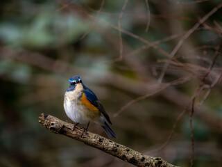 森の中で枯れ木に留まっているルリビタキの雄