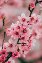 Obraz premium beautiful blossom tree, detail, tree with pink flowers, close up, natural light, bokeh style